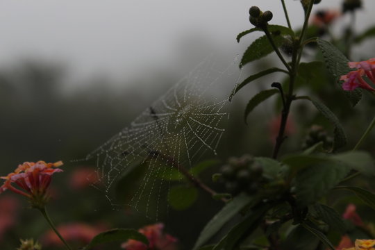 close-up photography of spider web