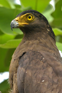 black and gray bird