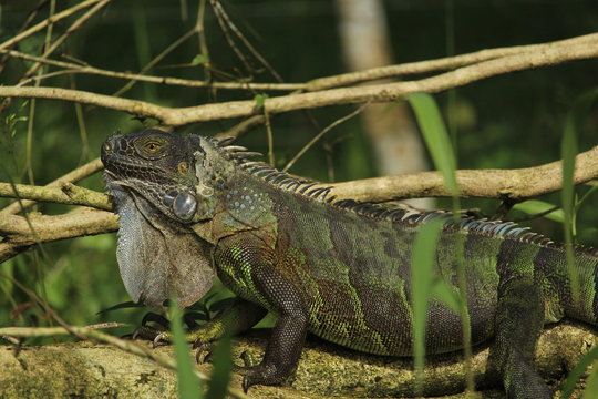 green and black fish decor