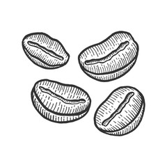 Coffee beans roasted sketch engraving vector illustration. Scratch board style imitation. Black and white hand drawn image.