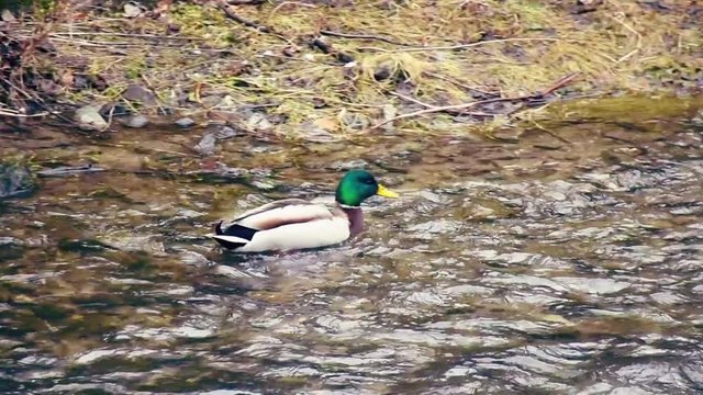 Male wild duck - mallard ( anas platyrhynchos ) and the river