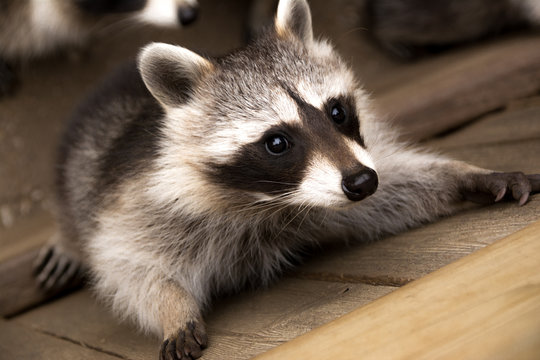 gray raccoon on gray wooden platform