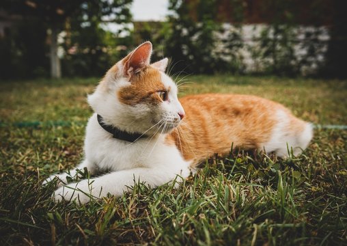 Orange Tabby Cat Lying On Grass Field