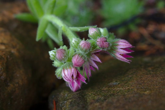 closeup photography of pink flower buds