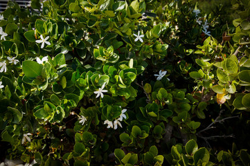 białe kwiaty © byMishka