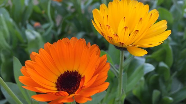 yellow and red petaled flower