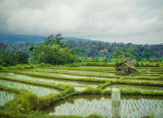 landscape with rice field and blue sky