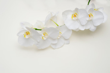 romantic branch of white orchid on beige background.