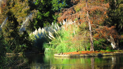 Adelaide botanic garden, australia