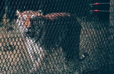 tiger inside cage