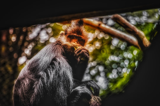 brown and gray monkey screengrab