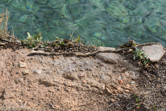 Varias orugas saliendo del lago en fila