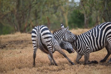 Zebras Fighting