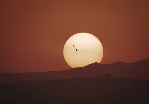 flying bird near mountain during golden hour