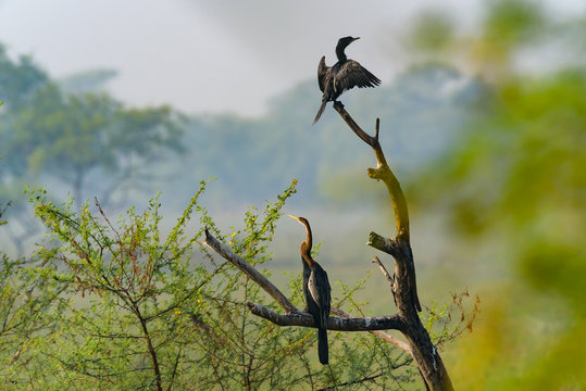 selective focus photography of two beards on twig