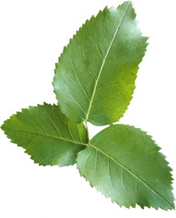 Liście róży © SLV