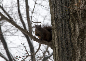 Eastern black squirrel on tree in Bronx NY in winter