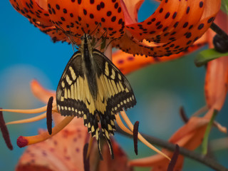 Swallowtail (Papilio machaon) butterfly on a tiger lily flower