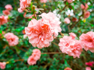 Beautyful flower: Rhododendron 