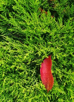 red leaf on green plant during daytime
