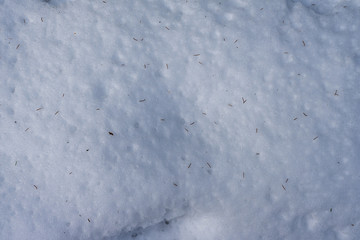 Needles on Snow