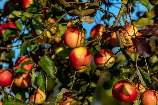 red apple fruits