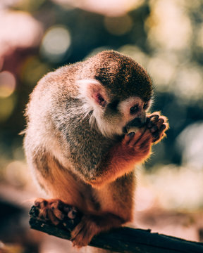 young macaque sitting on tree branch
