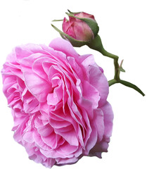 Róża Louise Odier