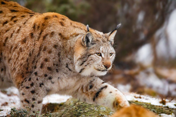 Beautiful eurasian lynx walks in the forest at early winter