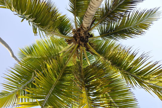 low angle photo of coconut palm