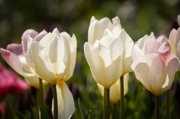 Naklejka premium tulipany białe