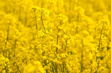 Obraz premium Flower of rape on a yellow background