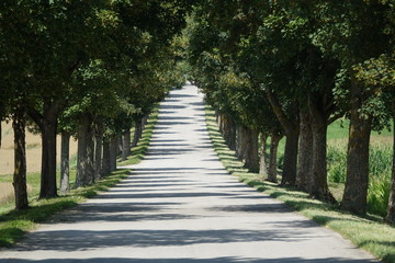 Allee bei Landsberg