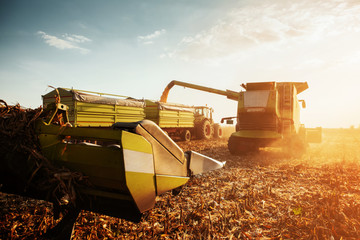 Farmer's life during harvest