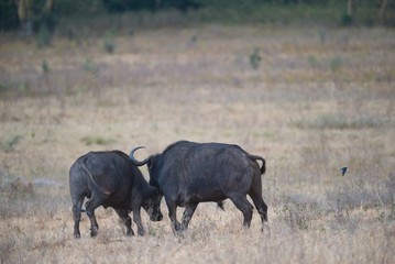 Obraz premium Cape Buffalo Fighting in Maasai Mara