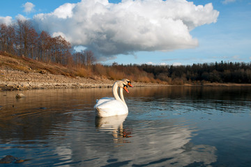 swans on a sunny day on the lake