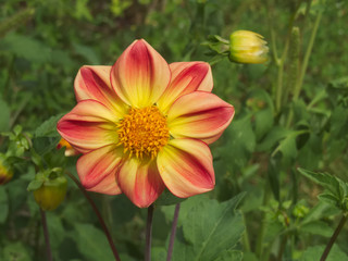 Pink yellow dahlia blooming in the garden