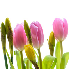 Tulpen und Osterglocken isoliert