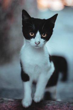 black and white tuxedo cat
