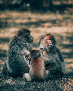 three monkeys sitting on grass
