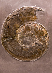 pre-historic marine creature - ammonite