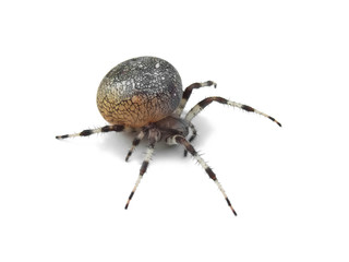 Marbled orb-weaver (Araneus marmoreus) female