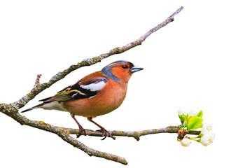Chaffinch on a branch is isolated on a white background