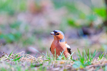 finch sitting in the grass