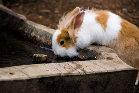 white and brown hare drinking water on log