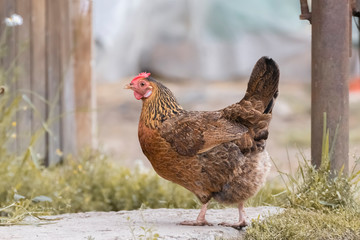 Chicken / hen on a farm
