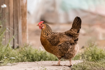 Chicken on a farm