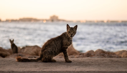 brown tabby cat sitting on ground