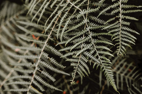 close-up photo of green fern plant