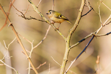 goldcrest sits among the thickets